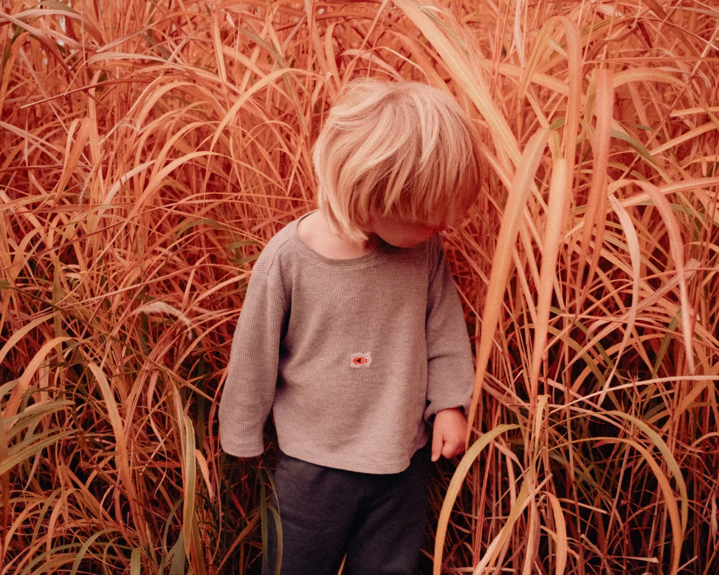 Lost in the tall grass at the farm